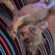 Paco is registered to the contest to win money with this photo: puppy, dog, pet, animal, cute, scruffy, fur, lap, striped_clothing, person, indoor, relaxed, lying_down, small_dog, legs, ears, eyes, nose, paws, cozy