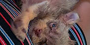 Paco is registered to the contest to win money with this photo: puppy, dog, pet, animal, cute, scruffy, fur, lap, striped_clothing, person, indoor, relaxed, lying_down, small_dog, legs, ears, eyes, nose, paws, cozy