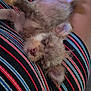 Paco is registered to the contest to win money with this photo: puppy, dog, sleeping, nap, lap, striped_clothing, person, cozy, relaxed, fur, small_dog, cute, indoor, legs, pink_nose, ears, paw, animal, resting, closeup