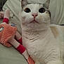 cat, white_cat, gray_cat, plush_toy, stuffed_animal, wide_eyes, indoor, pet, cute, fur, whiskers, soft_toy, bed, close_up, animal, domestic_cat, lying_down, curious, pink_nose, ears