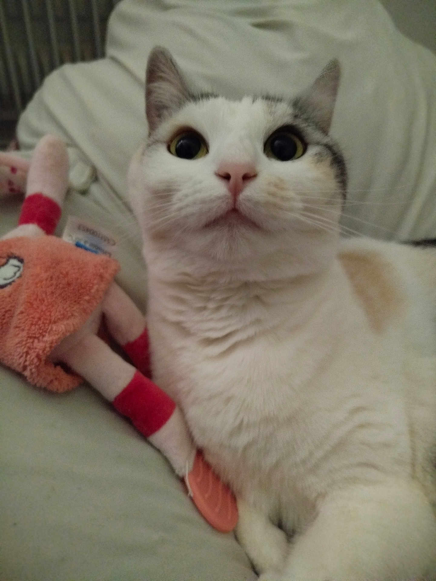 Lua participe au concours pour gagner de l'argent avec cette photo : cat, white_cat, gray_cat, plush_toy, stuffed_animal, wide_eyes, indoor, pet, cute, fur, whiskers, soft_toy, bed, close_up, animal, domestic_cat, lying_down, curious, pink_nose, ears