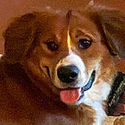 Einstein joined the competition — help win amazing prizes! animal, ball, beagle, bodypart, canine, cockerspaniel, dog, goldenretriever, hound, mouth, papillon, person, pet, puppy, snout, sport, teeth, tennis, tennisball, tongue