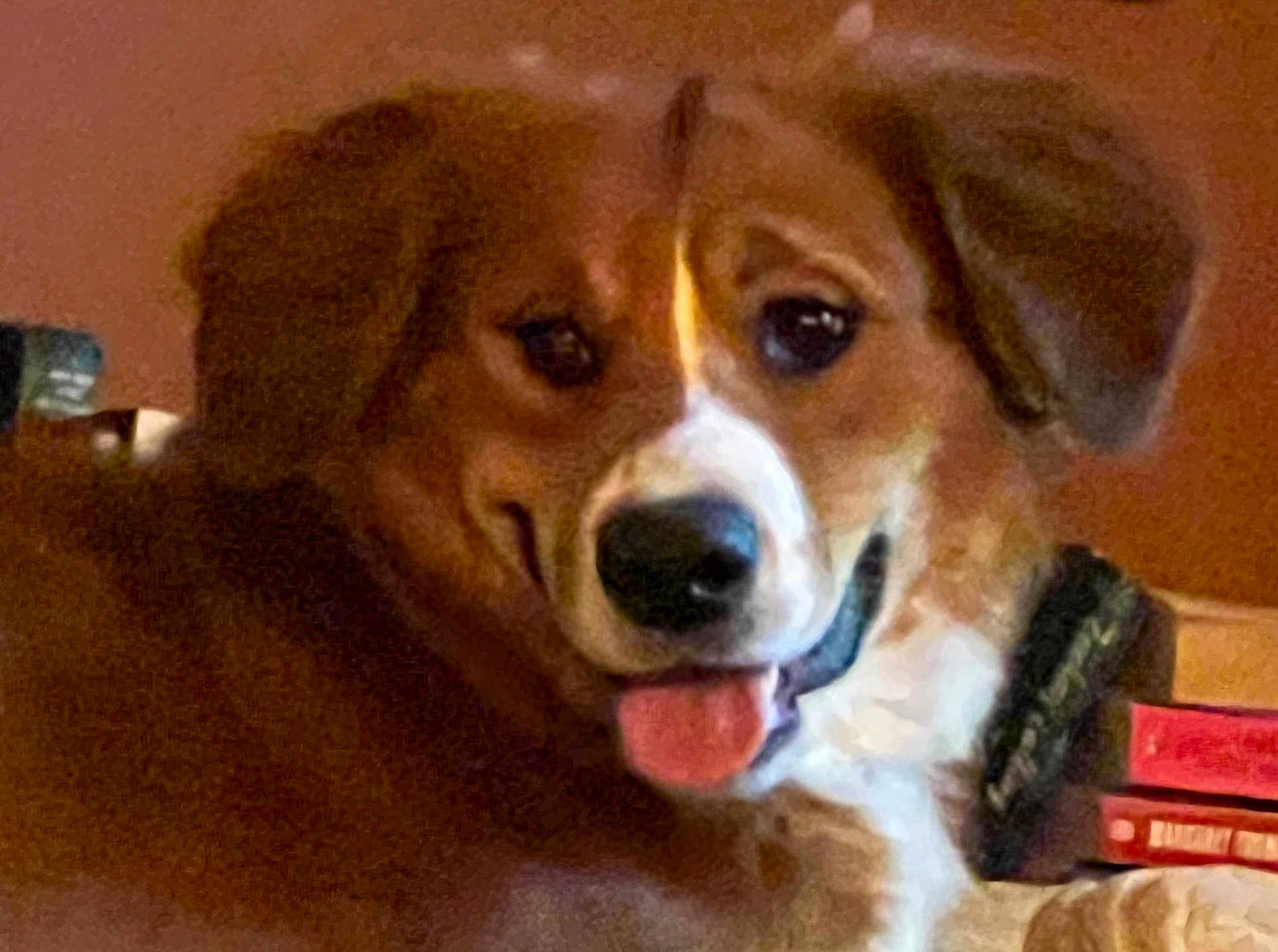 Einstein joined the competition — help win amazing prizes! animal, ball, beagle, bodypart, canine, cockerspaniel, dog, goldenretriever, hound, mouth, papillon, person, pet, puppy, snout, sport, teeth, tennis, tennisball, tongue