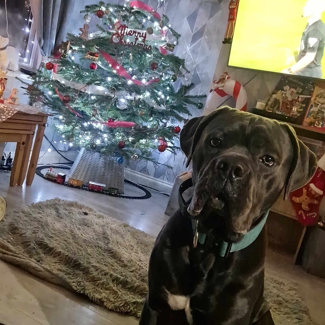 Rome joined the competition — help win amazing prizes! adult, animal, architecture, boxer, bulldog, canine, christmas, christmasdecorations, christmastree, clothing, dog, festival, hosiery, male, man, person, pet, plant, pottedplant, sock