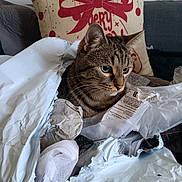 Chouchou participe au concours pour gagner de l'argent avec cette photo : cat, couch, cozy, curious, domestic_animal, ears, face, feline, holiday, indoor, living_room, mess, packaging, pet, pillow, red_bow, sitting, tabby_cat, torn_paper, whiskers