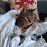 cat, couch, cozy, curious, domestic_animal, ears, face, feline, holiday, indoor, living_room, mess, packaging, pet, pillow, red_bow, sitting, tabby_cat, torn_paper, whiskers
