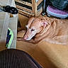 dog, cat_paw, floor, indoor, wooden_table, shoe, pet, relaxed, brown_dog, curious, paw, household, sitting, animal, domestic, furniture, tile_floor, playful, resting, closeup