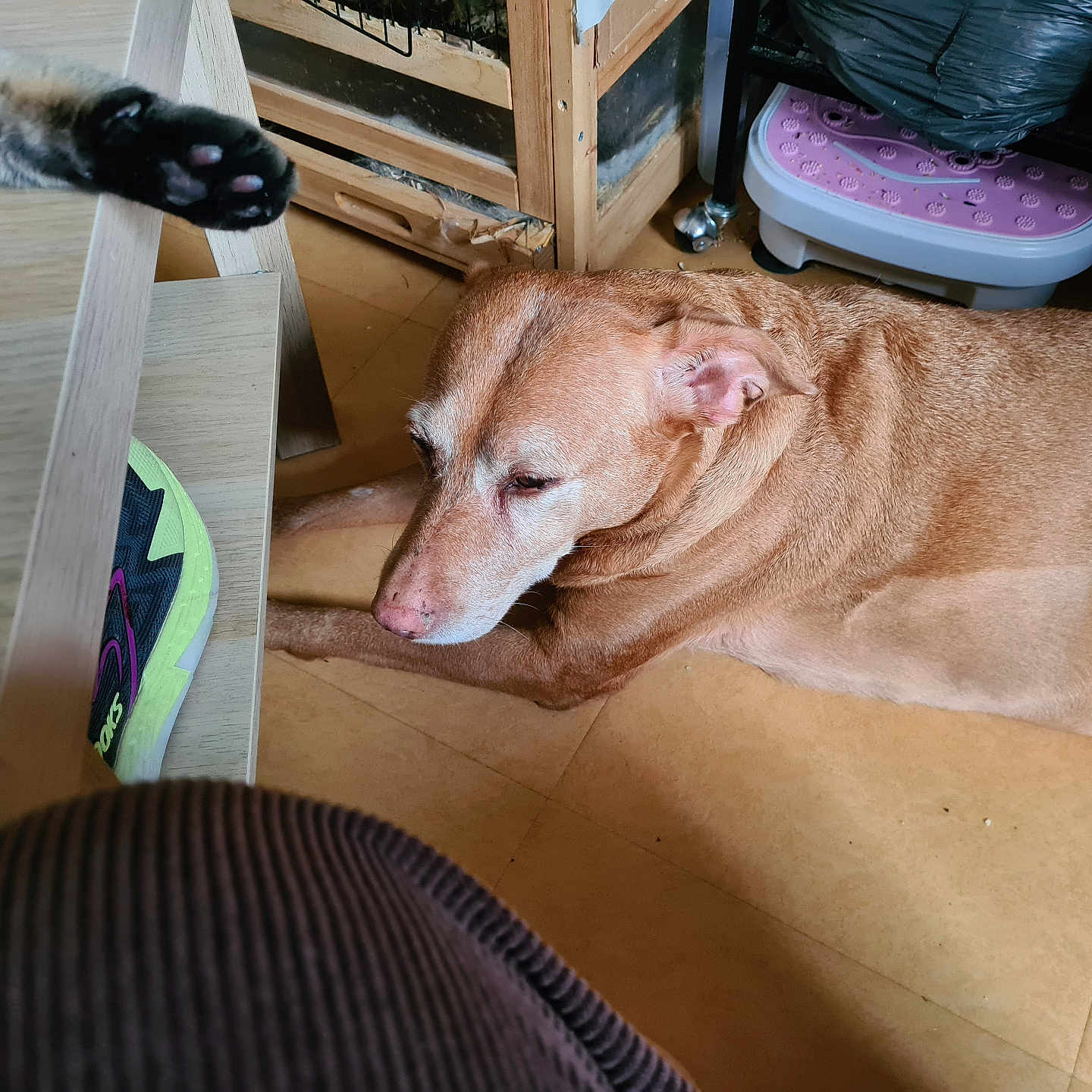 Bella participe au concours pour gagner de l'argent avec cette photo : dog, cat_paw, floor, indoor, wooden_table, shoe, pet, relaxed, brown_dog, curious, paw, household, sitting, animal, domestic, furniture, tile_floor, playful, resting, closeup