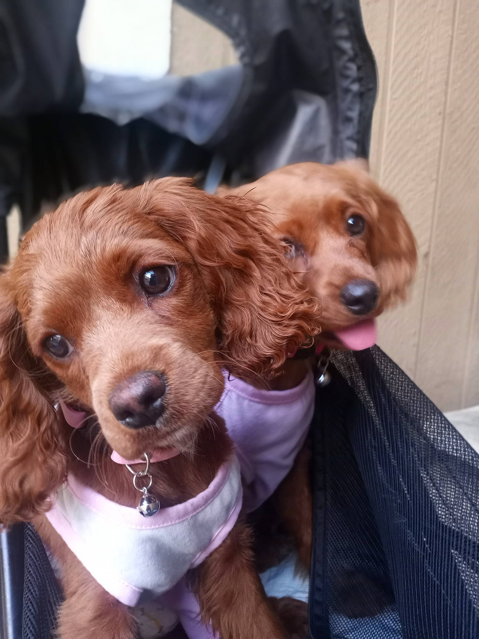 Da' Bb Girls is registered to the contest to win money with this photo: brown, canidae, carnivore, collar, companion_dog, dog, dog_breed, dog_collar, fawn, fur, gun_dog, liver, snout, sporting_group, whiskers, working_animal