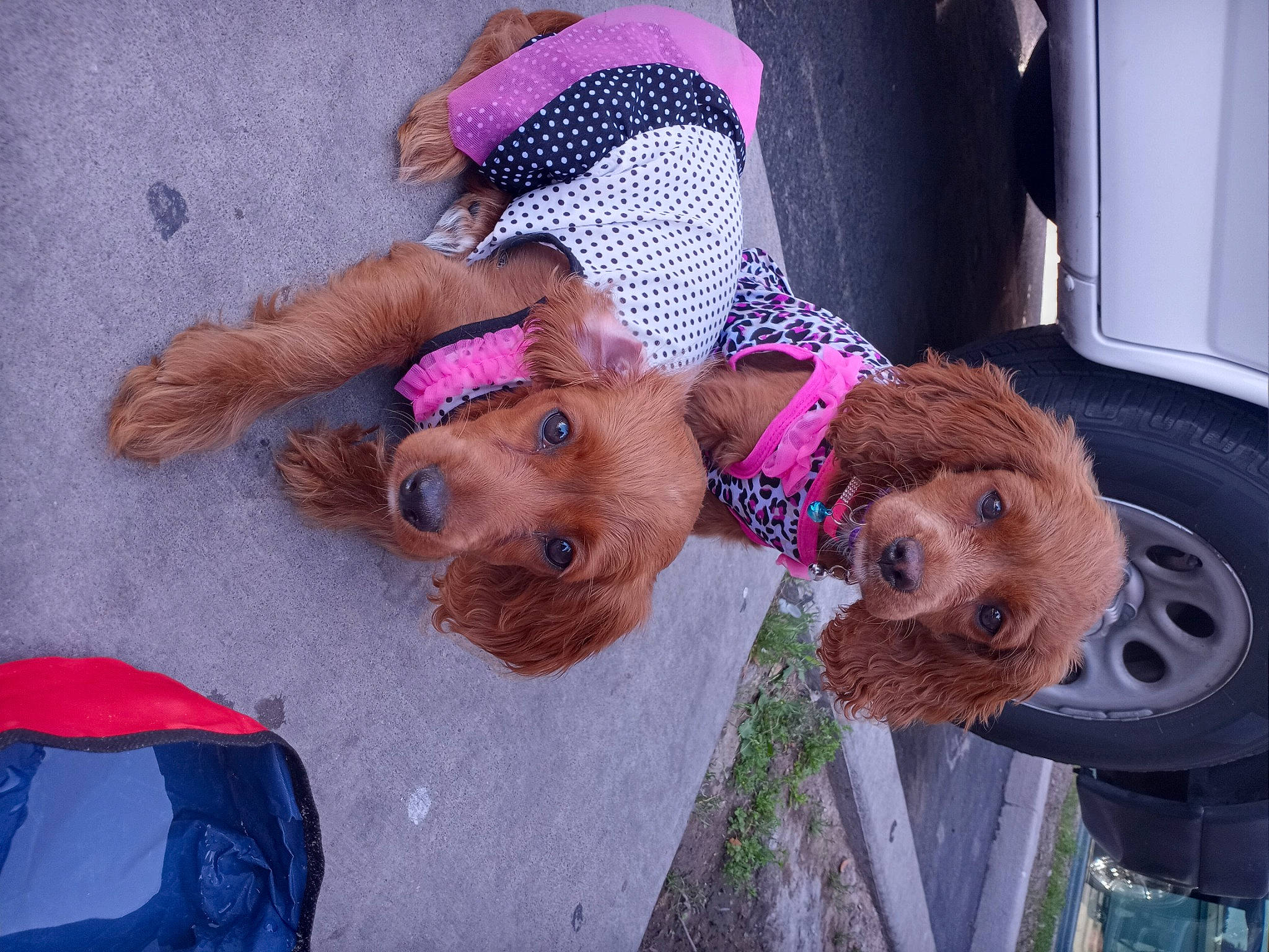 Da' Bb Girls is registered to the contest to win money with this photo: canidae, carnivore, companion_dog, dog, dog_breed, fawn, fun, fur, hat, leash, liver, plant, selfie, snout, sporting_group, tire, toy, wheel, working_animal