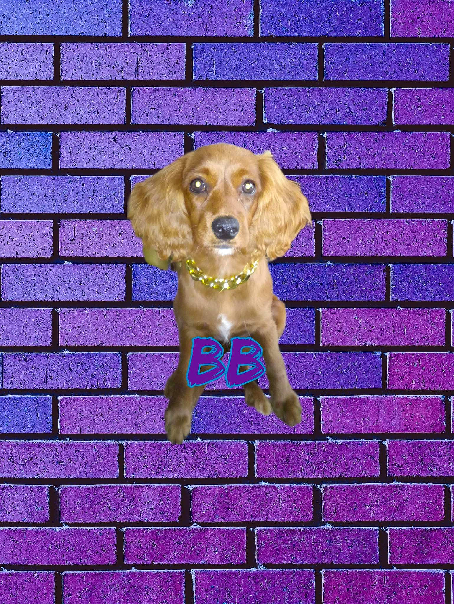 Bb Reneau joined the competition — help win amazing prizes! brick, brickwork, canidae, carnivore, companion_dog, dog, dog_breed, dog_food, dog_supply, electric_blue, fawn, flooring, liver, pattern, pet_supply, rectangle, snout, sporting_group, toy, working_animal