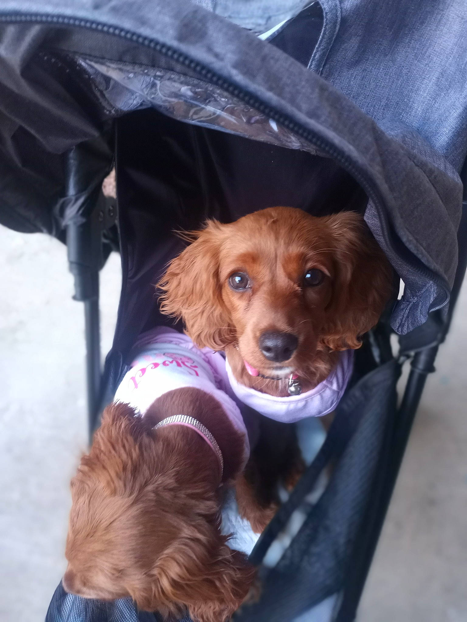 Bb Reneau joined the competition — help win amazing prizes! adventure, canidae, carnivore, collar, companion_dog, dog, dog_breed, dog_collar, dog_supply, fashion_accessory, fawn, fur, leash, liver, retriever, sleeve, snout, spaniel, sporting_group, working_animal