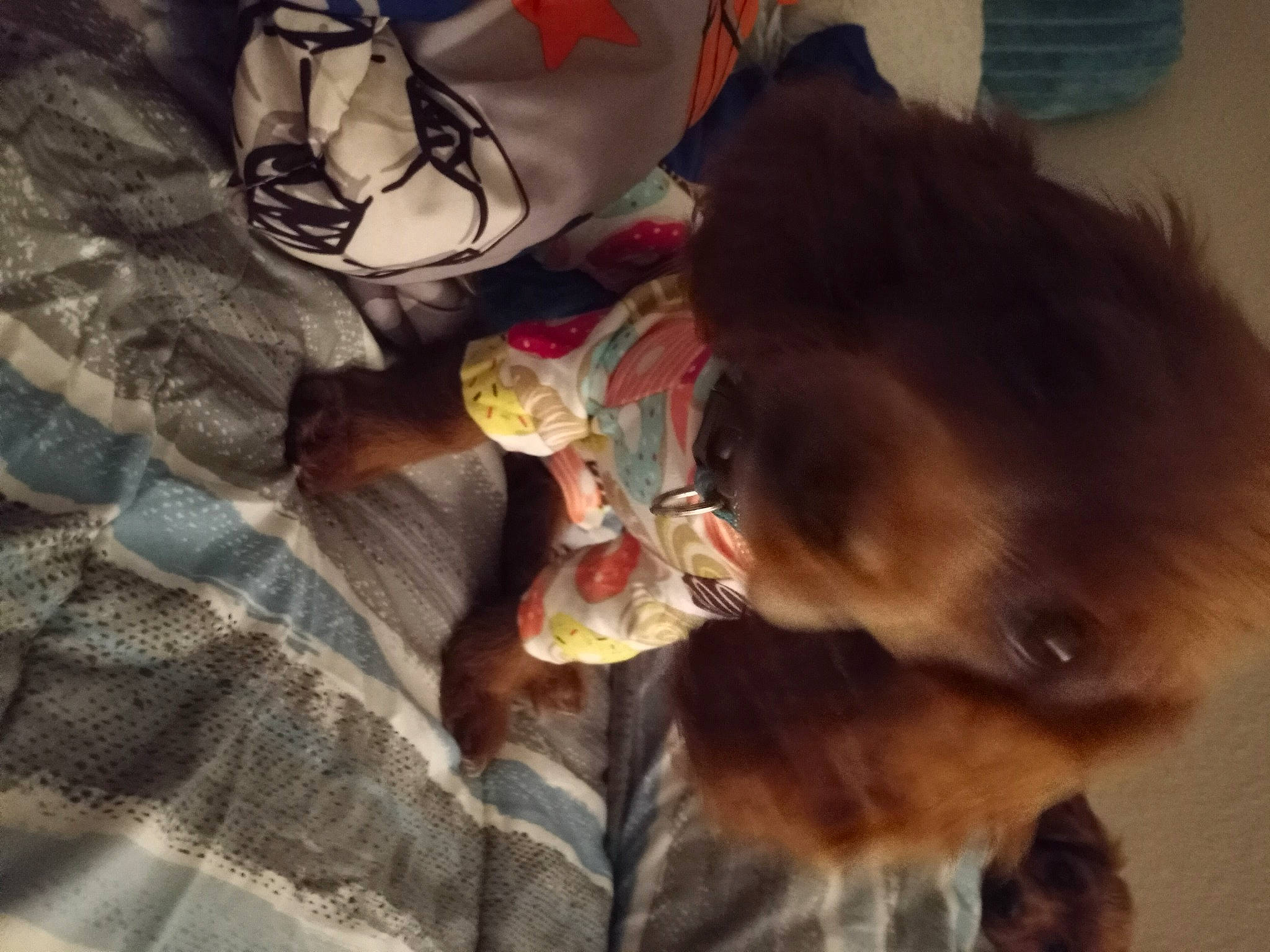 Beatrice Reneau is registered to the contest to win money with this photo: carmine, carnivore, claw, comfort, companion_dog, dog_breed, domestic_short_haired_cat, fawn, felidae, flooring, fur, linens, liver, paw, small_to_medium_sized_cats, tail, toy, tree, whiskers, wood