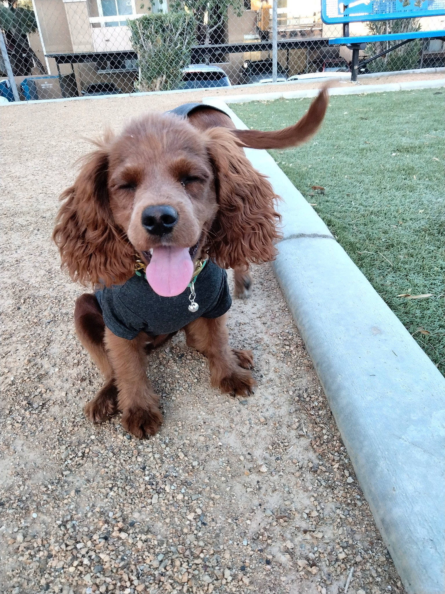 Beatrice Reneau joined the competition — help win amazing prizes! building, canidae, carnivore, companion_dog, dog, dog_breed, dog_supply, fawn, fur, leash, liver, pet_supply, poodle, road, road_surface, sidewalk, snout, spaniel, sporting_group, working_animal