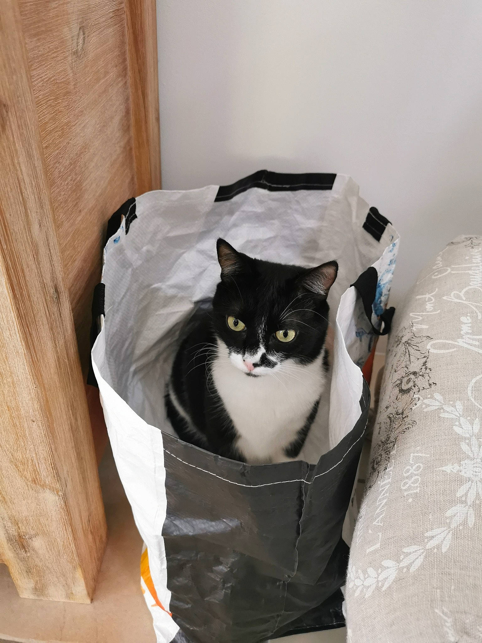 Natsu a rejoint le concours — aidez-le/la à gagner de superbes lots ! bag, black_cat, box, cardboard, carnivore, carton, cat, cat_supply, comfort, domestic_short_haired_cat, felidae, fur, grey, hardwood, packaging_and_labeling, pet_supply, shipping_box, small_to_medium_sized_cats, whiskers, wood