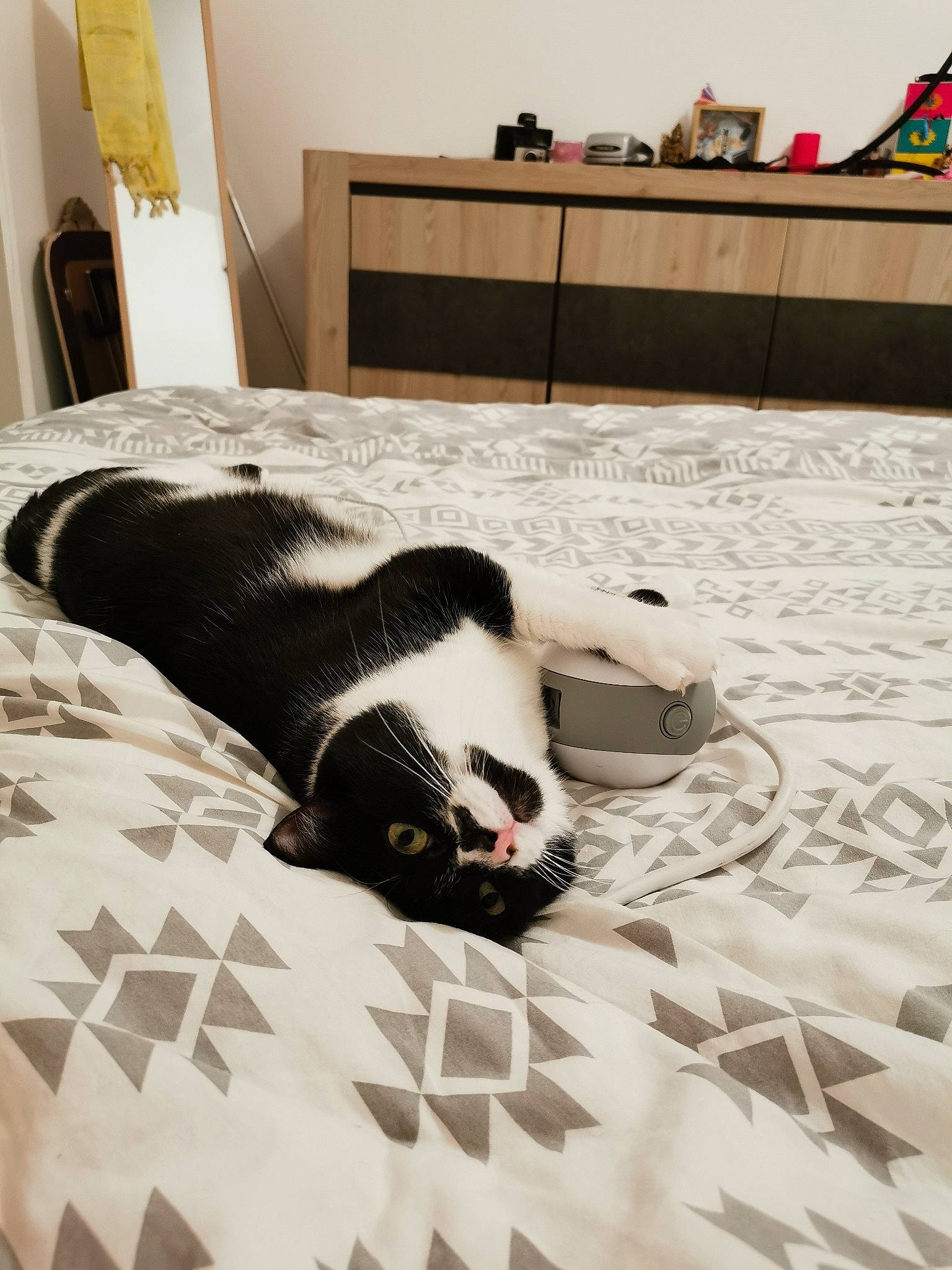 Natsu participe au concours pour gagner de l'argent avec cette photo : bedding, carnivore, cat, comfort, domestic_short_haired_cat, felidae, floor, flooring, fur, hardwood, interior_design, linens, pattern, room, small_to_medium_sized_cats, snout, tail, textile, whiskers, wood