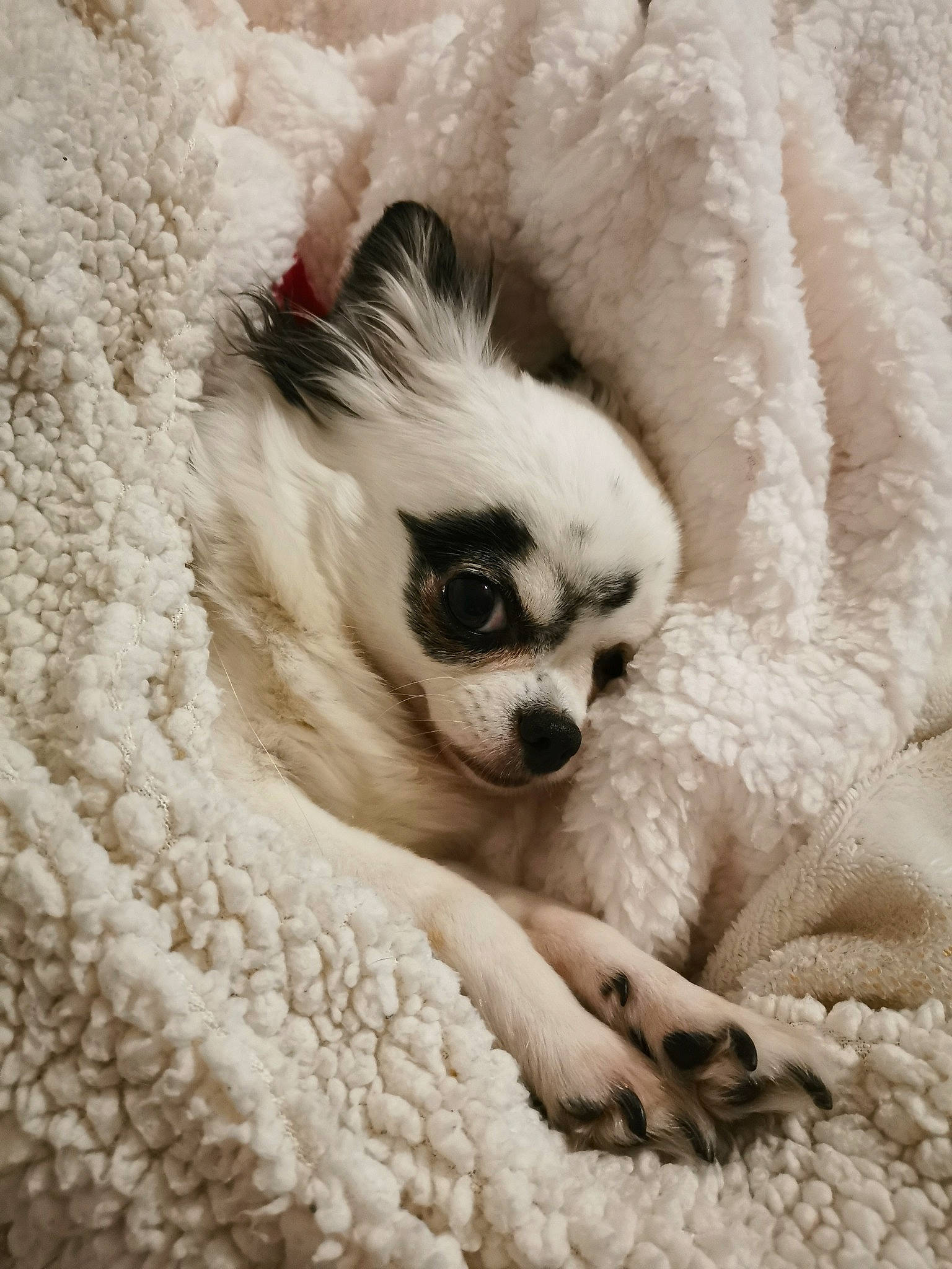 Helly participe au concours pour gagner de l'argent avec cette photo : canidae, carnivore, close_up, comfort, companion_dog, dog, dog_breed, eyelash, fawn, fur, hat, head, paw, snout, sporting_group, terrestrial_animal, toy_dog, whiskers, wildlife, working_animal