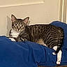 Puddin is registered to the contest to win money with this photo: cat, tabby, pet, animal, feline, striped_fur, white_paws, blue_blanket, indoors, bed, lounging, sitting, wide_eyed, alert, portrait, cozy, home, whiskers, ears, tail