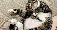 Puddin joined the competition — help win amazing prizes! cat, sleeping, tabby, white_fur, striped_fur, pet, animal, cushion, couch, relaxed, cozy, indoors, cute, paw, pink_paw_pads, whiskers, closed_eyes, curled_up, belly, portrait