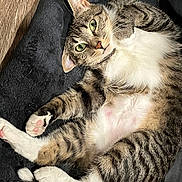 Puddin is registered to the contest to win money with this photo: cat, tabby, white_fur, striped_fur, green_eyes, pink_nose, pink_paw_pads, belly, whiskers, ears, paws, tail, lying_down, relaxed, indoor, cushion, black_fabric, woven_background, pet_portrait, close_up