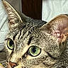 Puddin joined the competition — help win amazing prizes! cat, tabby_cat, pet, animal, feline, green_eyes, wide_eyed, close_up, portrait, whiskers, ears, striped_fur, fur, nose, indoors, bed, home, shocked, curious, photography