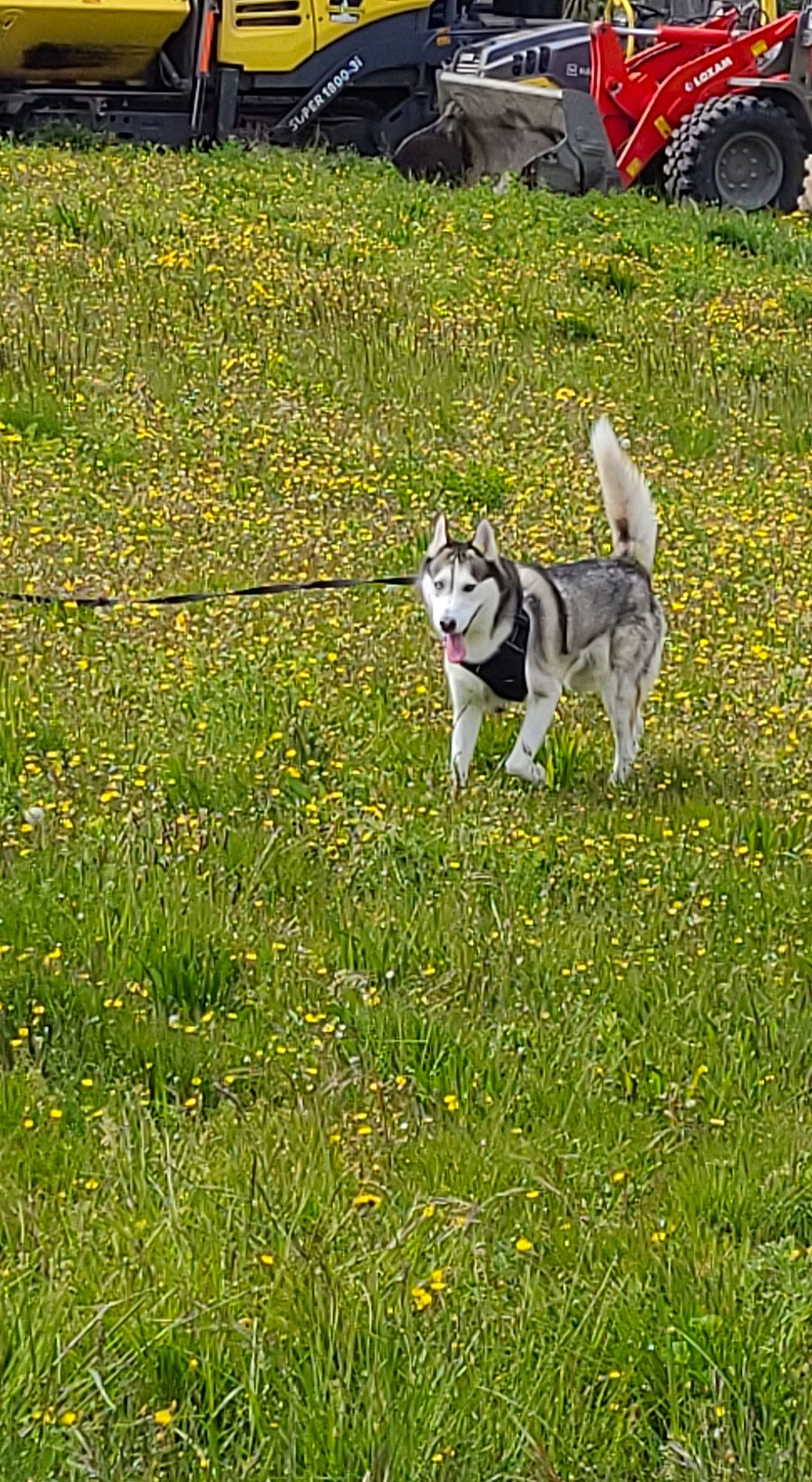Aïko a rejoint le concours — aidez-le/la à gagner de superbes lots ! canidae, carnivore, collar, companion_dog, dog, dog_breed, flower, grass, grass_family, grassland, groundcover, herbaceous_plant, meadow, plant, prairie, sporting_group, tail, tire, wheel, working_animal
