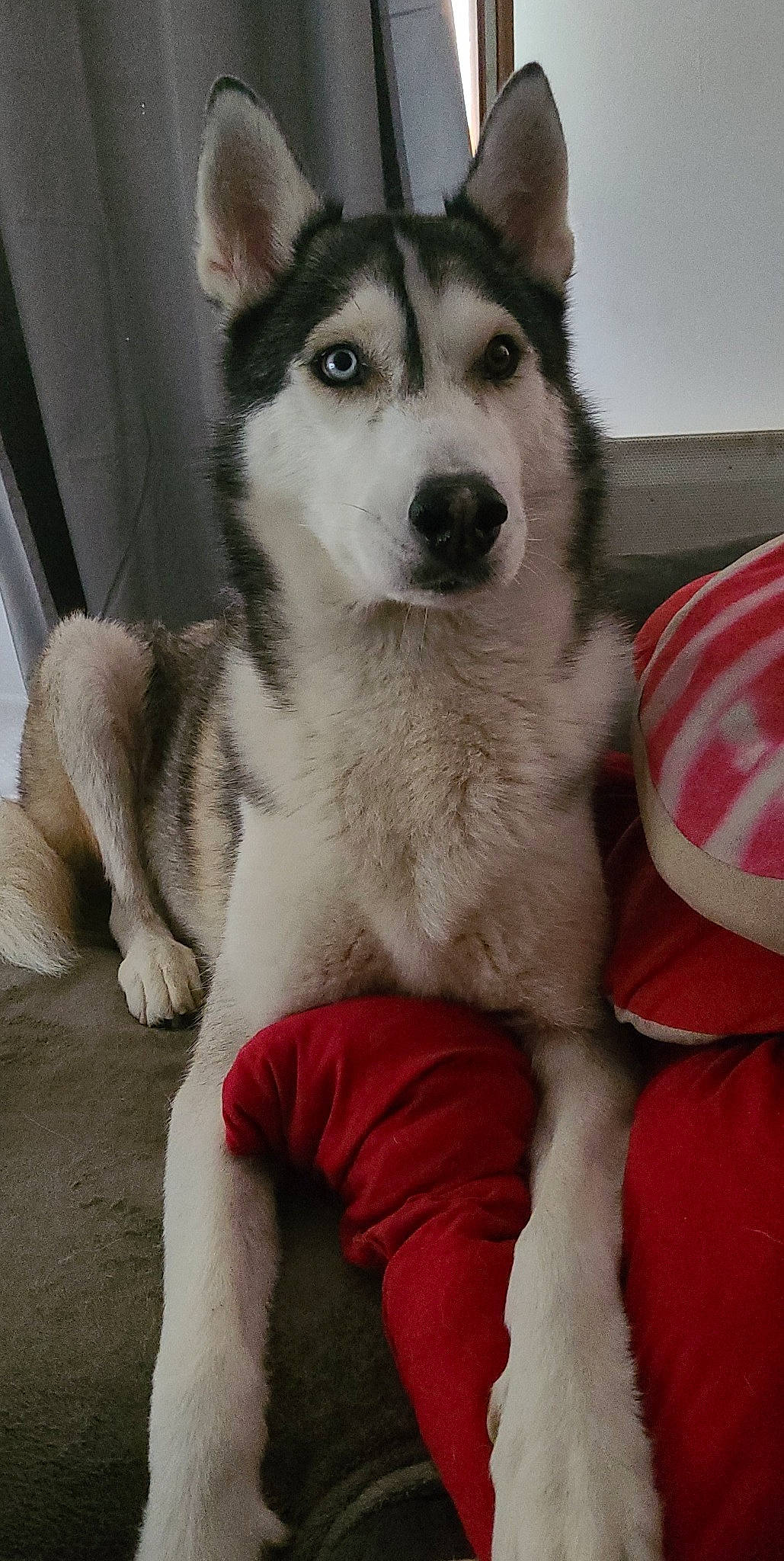 Aïko participe au concours pour gagner de l'argent avec cette photo : ancient_dog_breeds, canidae, canis, carmine, carnivore, comfort, companion_dog, dog, dog_breed, event, fur, grey, siberian_husky, sled_dog, snout, terrestrial_animal, whiskers, wolf, working_animal, working_dog