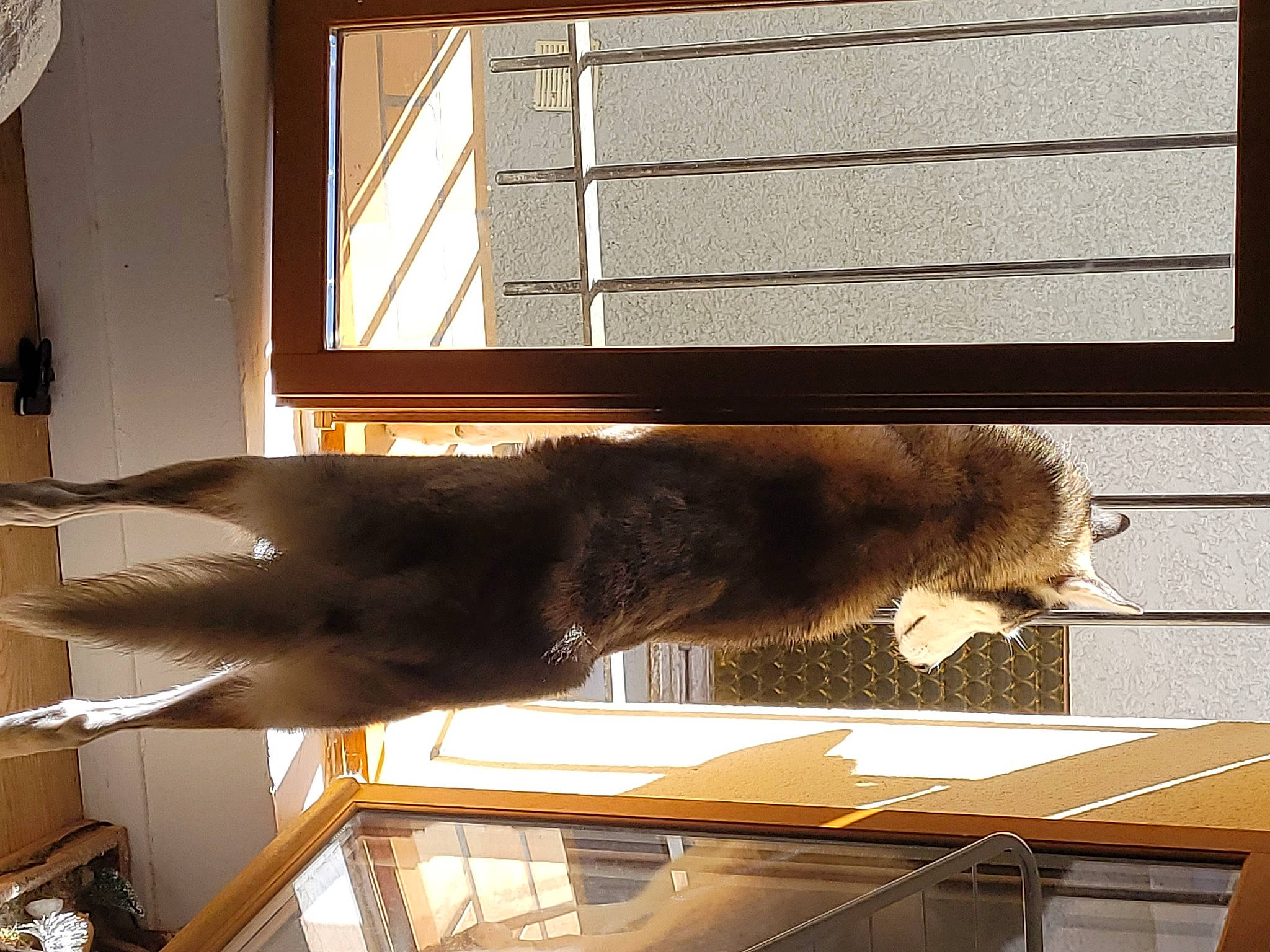 Aïko a rejoint le concours — aidez-le/la à gagner de superbes lots ! brown, building, fawn, felidae, flooring, fur, line, metal, rectangle, room, shade, shadow, small_to_medium_sized_cats, sporting_group, tail, terrestrial_animal, tints_and_shades, window, window_covering, wood