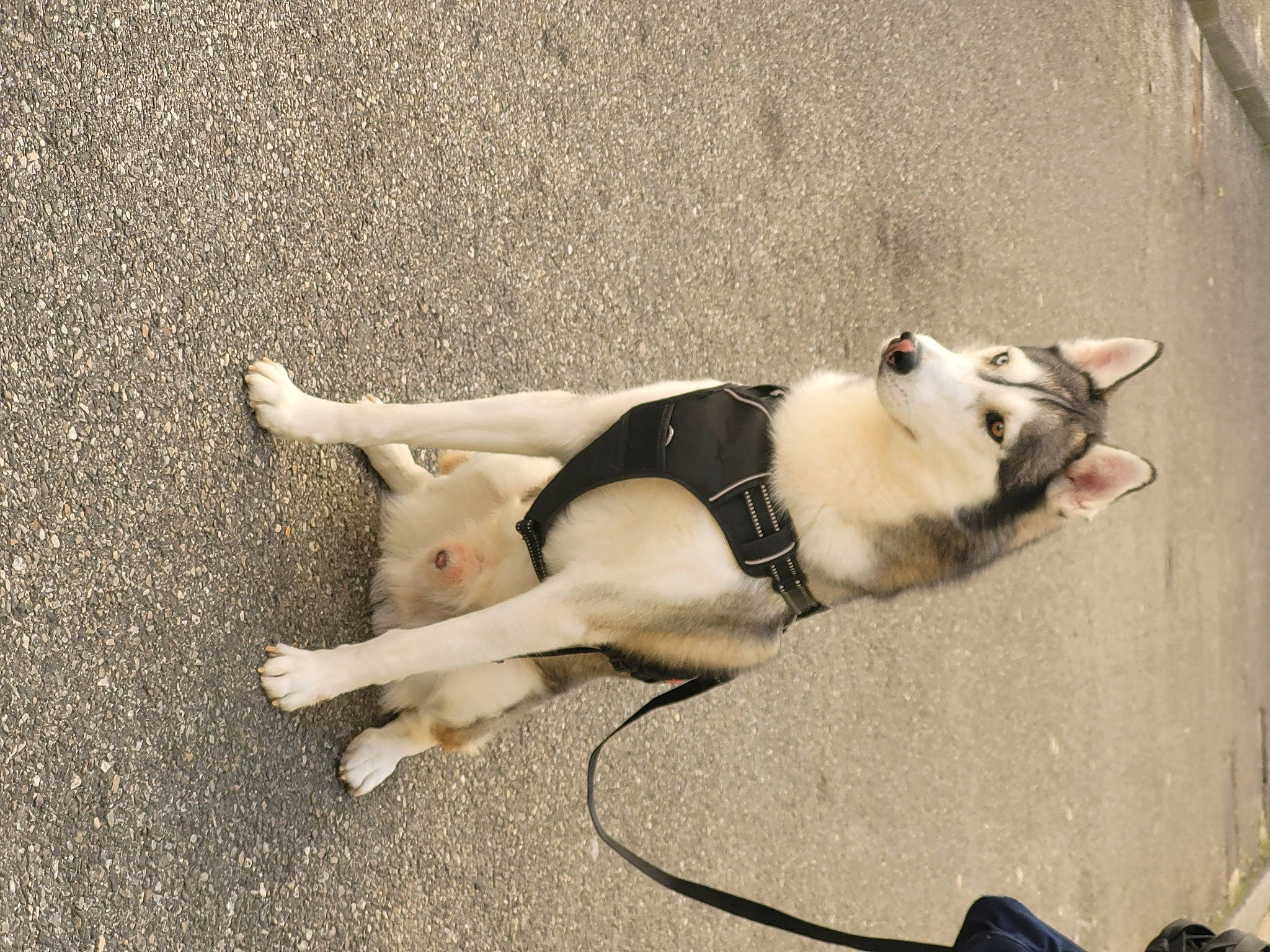 Aïko a rejoint le concours — aidez-le/la à gagner de superbes lots ! canidae, carnivore, collar, companion_dog, dog, dog_breed, dog_collar, dog_supply, fawn, fur, human_leg, leash, paw, pet_supply, shadow, snout, sporting_group, tail, working_animal, working_dog