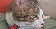 Rio a rejoint le concours — aidez-le/la à gagner de superbes lots ! cat, tabby, green_eyes, pet, indoor, couch, pillow, fur, whiskers, collar, tag, animal, closeup, resting, paw, cute, domestic, feline, relaxed, side_view