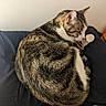 cat, tabby, resting, curled_up, fur_pattern, indoor, pillow, sleeping, pet, animal, cozy, feline, cute, whiskers, ears, relaxed, home, domestic, mammal, soft