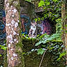 cat, moss, tree, forest, graffiti, greenery, nature, stone, leaf, plant, wildlife, urban_decay, outdoor, animal, foliage, mossy, wall, branch, environment, curious