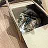 cat, tabby_cat, cardboard_box, indoor, wooden_floor, pet, animal, feline, cute, cozy, curious, resting, whiskers, ears, eyes, fur, sitting, household, box_flap, shadow