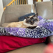 Gnucchi joined the competition — help win amazing prizes! cat, siamese_cat, pet, blanket, cushion, couch, leather, indoor, furniture, staircase, wood, clock, relaxed, resting, animal, fur, blue_eyes, home_interior, comfort, cozy
