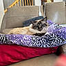 cat, siamese_cat, pet, blanket, cushion, couch, leather, indoor, furniture, staircase, wood, clock, relaxed, resting, animal, fur, blue_eyes, home_interior, comfort, cozy