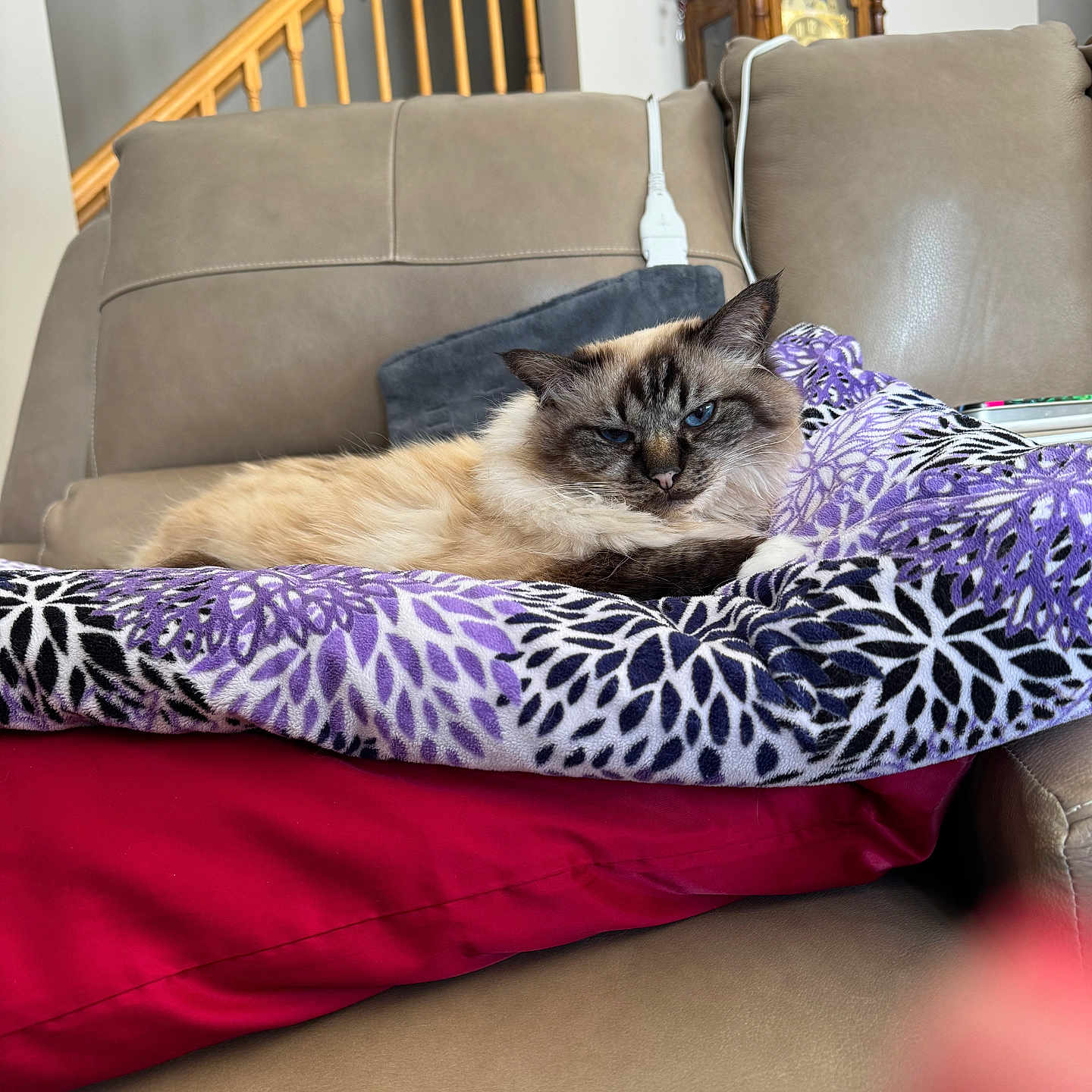 Gnucchi joined the competition — help win amazing prizes! cat, siamese_cat, pet, blanket, cushion, couch, leather, indoor, furniture, staircase, wood, clock, relaxed, resting, animal, fur, blue_eyes, home_interior, comfort, cozy