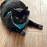 animal, black_cat, cat, close_up, curious, cute, domestic_cat, floor, fur, harness, indoor, looking, lying_down, mammal, paw_covering, pet, resting, socks, wooden_floor, yellow_eyes
