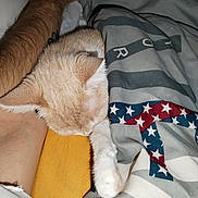Bébé participe au concours pour gagner de l'argent avec cette photo : animal, arm, bed, blanket, cat, closeup, comfort, cozy, fur, human, indoor, nap, pattern, paw, relaxation, resting, skin, sleeping, tattoo, textile