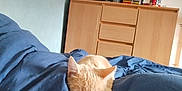 Bébé a rejoint le concours — aidez-le/la à gagner de superbes lots ! bed, blanket, blue, bottle, cat, cozy, cream, domestic, dresser, furniture, indoor, nap, peaceful, pet, relaxation, room, sleeping, soft_lighting, television, towel