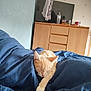 bed, blanket, blue, bottle, cat, cozy, cream, domestic, dresser, furniture, indoor, nap, peaceful, pet, relaxation, room, sleeping, soft_lighting, television, towel