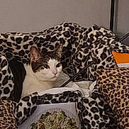 Lagatha is registered to the contest to win money with this photo: animal, blanket, cat, closeup, comfort, cozy, curious, domestic, feline, fur, home, indoor, leopard_print, pattern, pet, relaxed, resting, soft, tissue_box, whiskers
