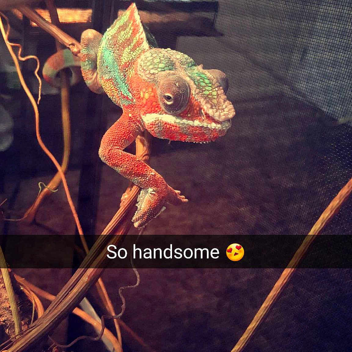 Skittles