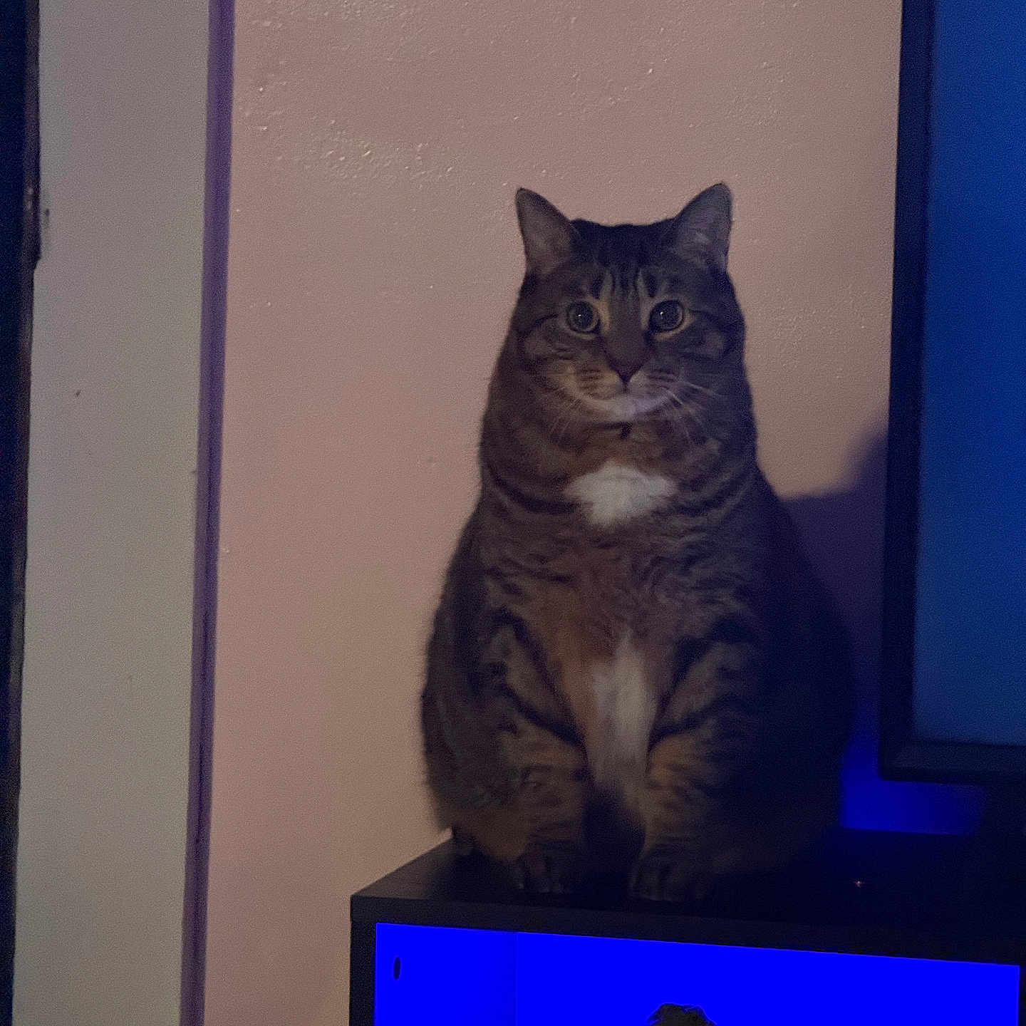 Leo