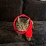 Leo joined the competition — help win amazing prizes! cat, tabby_cat, pet, animal, hoodie, red_clothing, couch, indoor, portrait, sitting, front_facing, whiskers, ears, paws, fur, green_eyes, serious_expression,  домашний_питомец, fashion, cozy