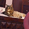 Leo joined the competition — help win amazing prizes! cat, dog, tabby_cat, small_dog, curly_fur, pets, animal, bed, bedroom, indoors, wooden_furniture, pink_blanket, sleeping, sitting, lounging, companionship, cozy, portrait, home, cute