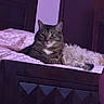 cat, dog, tabby_cat, small_dog, sleeping, sitting, bed, bedroom, blanket, pillow, fluffy, pets, animal_companions, indoor, furniture, purple_lighting, relaxed, portrait, home, cozy
