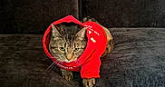 Leo is registered to the contest to win money with this photo: cat, tabby, pet, animal, hoodie, red_clothing, couch, indoors, portrait, sitting, lying_down, whiskers, ears, eyes, fur, striped_fur, fashion, clothing, home, furniture