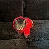 cat, tabby, pet, animal, hoodie, red_clothing, couch, indoors, portrait, sitting, lying_down, whiskers, ears, eyes, fur, striped_fur, fashion, clothing, home, furniture