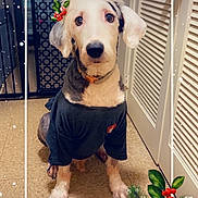 Savior is registered to the contest to win money with this photo: animal, brown_floor, collar, cute, decoration, dog, door, ears, expression, festive, floor, framed, holiday, holly, indoor, pet, red_bow, sitting, snowflakes, tshirt