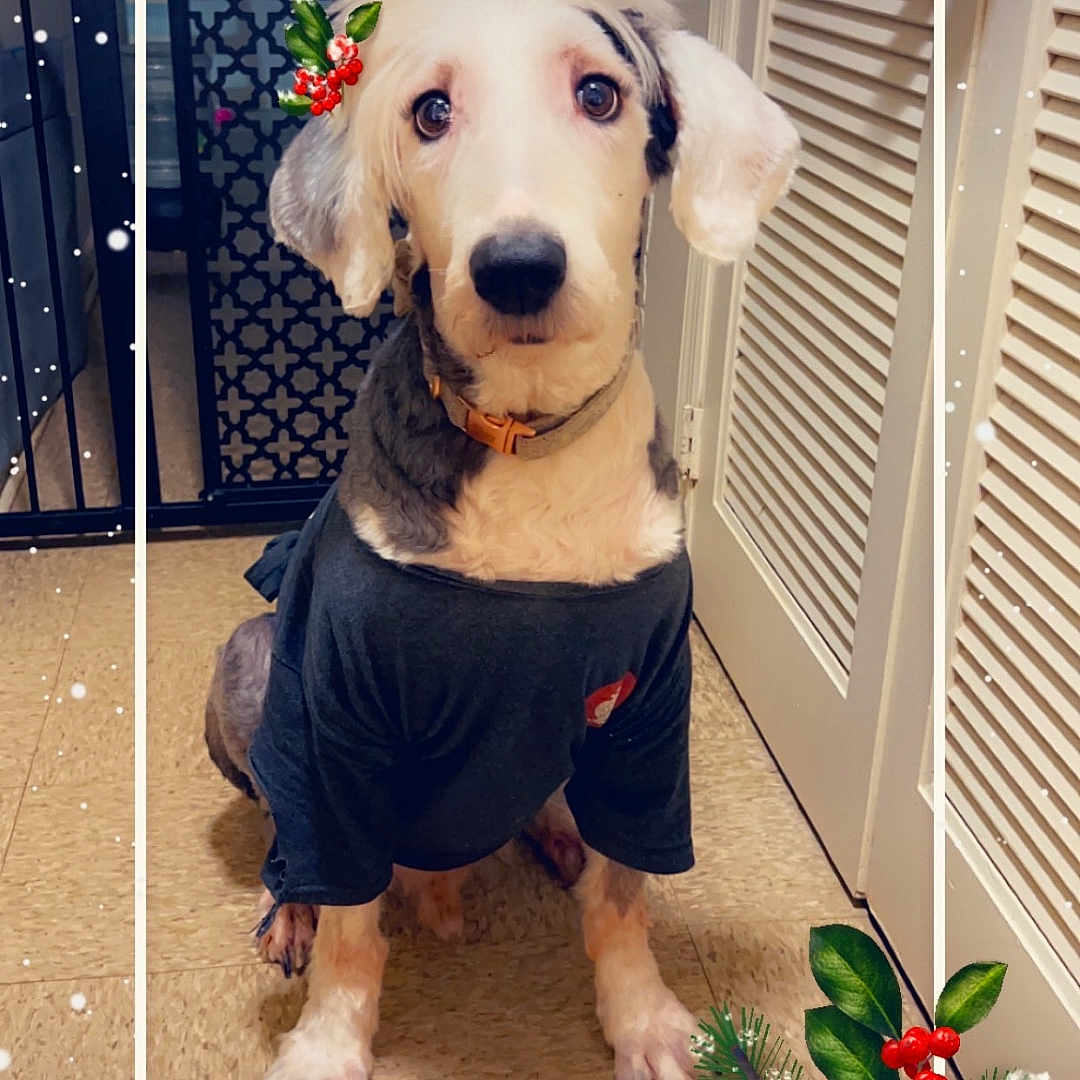 Savior is registered to the contest to win money with this photo: animal, brown_floor, collar, cute, decoration, dog, door, ears, expression, festive, floor, framed, holiday, holly, indoor, pet, red_bow, sitting, snowflakes, tshirt